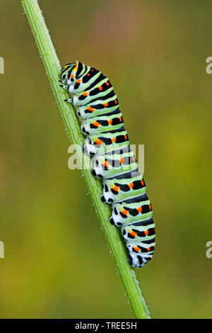 Alte Welt Schwalbenschwanz, gewöhnlicher gelber Schwalbenschwanz (Pieris brassicae), Caterpillar, Deutschland Stockfoto