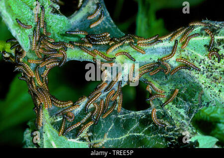 Tagpfauenauge, Europäische Peacock (Inachis io Nymphalis io Nymphalis io), Raupen auf nesselblatt, Deutschland Stockfoto