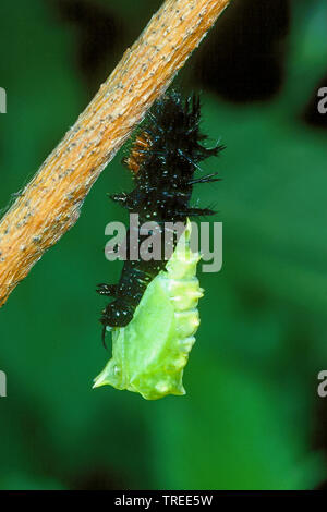 Tagpfauenauge, Europäische Peacock (Inachis io Nymphalis io Nymphalis io), Caterpillar beginnt mit der verpuppung, Serie Bild 2/4, Deutschland Stockfoto