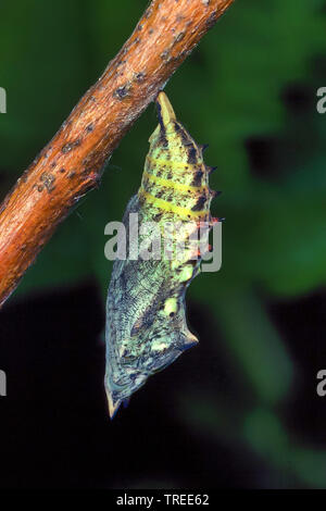 Tagpfauenauge, Europäische Peacock (Inachis io Nymphalis io Nymphalis io), Puppe, Serie Bild 3/4, Deutschland Stockfoto