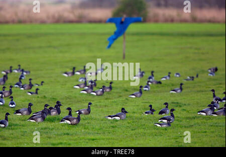 Ringelgans (Branta bernicla), Truppe in einer Wiese mit Vogelscheuche, Niederlande, Texel Stockfoto