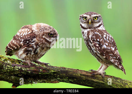 Steinkauz (Athene noctua), Hocken mit einem jungen Vogel auf einem Zweig, Seitenansicht, Belgien Stockfoto