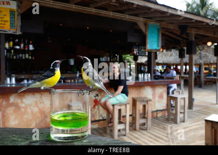 Bananaquit (Coereba flaveola), zwei bananaquits aus einem Glas trinkt in einer Bar, Curacao Stockfoto