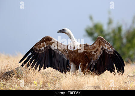 Gänsegeier (Tylose in Fulvus), Hocken mit ausgebreiteten Flügeln an einem Kadaver, Bulgarien Stockfoto