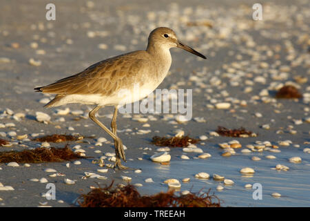 Willet (Catoptrophorus semipalmatus, Tringa semipalmata), Wandern am Strand, Seitenansicht, USA, Florida Stockfoto