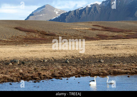 Singschwan (Cygnus Cygnus), zwei singschwänen auf einem See, Island Stockfoto