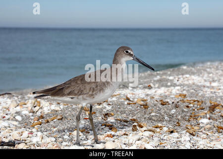 Willet (Catoptrophorus semipalmatus, Tringa semipalmata), Wandern am Strand, Seitenansicht, USA, Florida Stockfoto