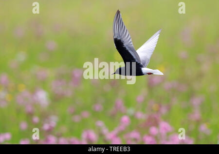 White-winged Schwarz tern (Chlidonias leucopterus), im Flug, Niederlande, Südholland Stockfoto