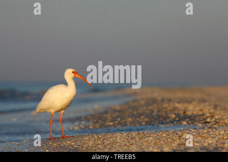 White ibis (Eudocimus albus), stehen am Strand, Seitenansicht, USA, Florida Stockfoto