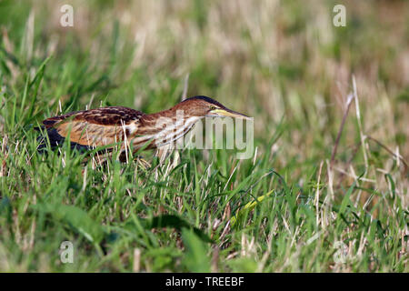 Wenig Rohrdommel (Ixobrychus minutus), Jugendliche in einer Wiese, Niederlande, Südholland Stockfoto