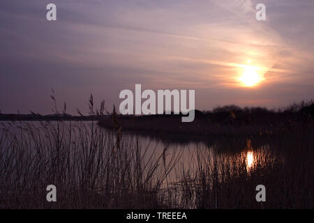 Sonnenaufgang an der Dünen von Berkheide in der Nähe von Katwijk, Niederlande Stockfoto