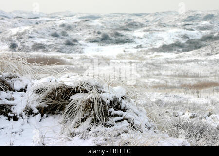 Dünen von Berkheide in der Nähe von katwijk von Schnee bedeckt, Niederlande Stockfoto