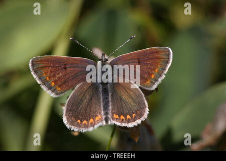 Eros Blau, gemeinsame Wiese blau (Polyommatus Eros), weiblich, Niederlande Stockfoto