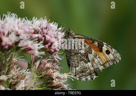 Äschen (Hipparchia semele), sitzt auf bonesets, Niederlande Stockfoto