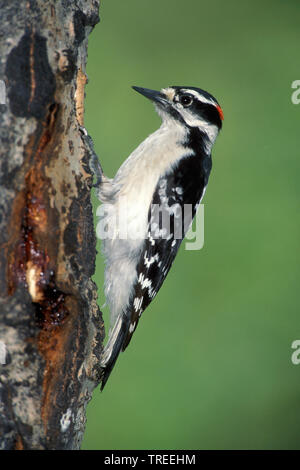 Downy Woodpecker (Dryobates pubescens, Picoides pubescens), männlich ein Trunk, USA, Colorado Stockfoto