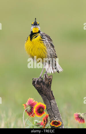 Eastern meadowlark (Sturnella magna), singende Männchen, USA, Texas Stockfoto