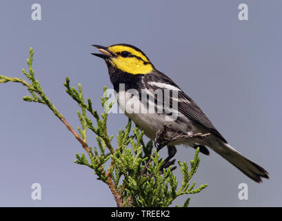 Golden ist Warbler, Dendroica (Setophaga chrysoparia chrysoparia), Gesang männlich, USA, Texas Stockfoto