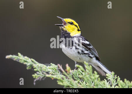 Golden ist Warbler, Dendroica (Setophaga chrysoparia chrysoparia), Gesang männlich, USA, Texas Stockfoto