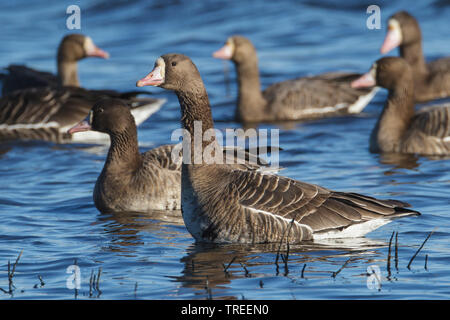 Tundra mehr Weiß-fronted goose (Anser anser albifrons, frontalis frontalis), Schwimmen Truppe, Seitenansicht, USA, Kalifornien Stockfoto