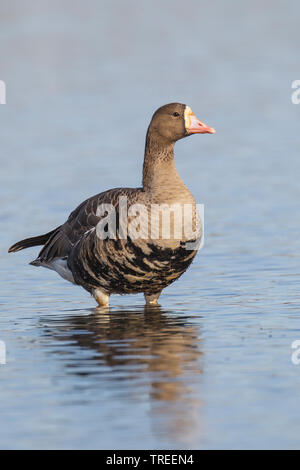 Tundra mehr Weiß-fronted goose (Anser anser albifrons, frontalis frontalis), im flachen Wasser stehend, USA, Kalifornien Stockfoto