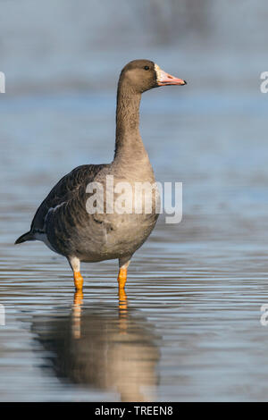 Tundra mehr Weiß-fronted goose (Anser anser albifrons, frontalis frontalis), im flachen Wasser stehend, USA, Kalifornien Stockfoto