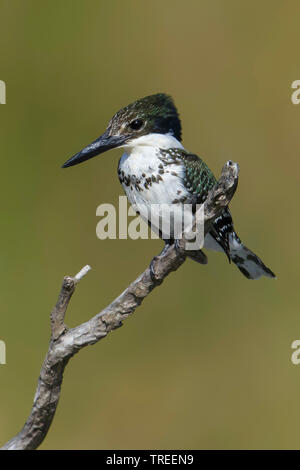 Green Kingfisher (Chloroceryle americana), Weibliche auf einem Zweig, USA, Texas Stockfoto