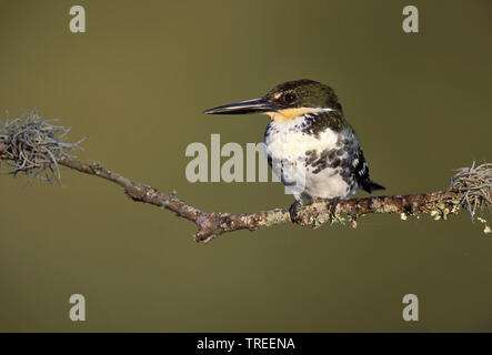 Green Kingfisher (Chloroceryle americana), Weibliche auf einem Zweig, USA, Texas Stockfoto