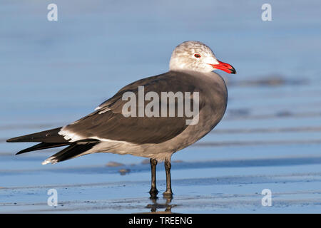 Heermann Gulls (Larus heermanni), im Wasser stehend, USA, Kalifornien Stockfoto