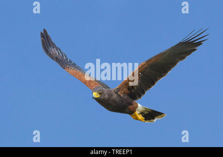 Harris Hawk (Parabuteo unicinctus harrisi), im Flug, USA, Texas Stockfoto