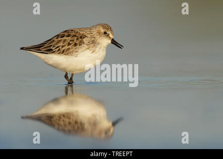 Semipalmated Sandpiper (Calidris pusilla), in der Zucht Gefieder, United States Stockfoto