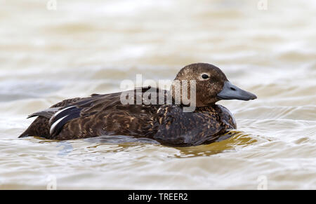 Die bedrohte Scheckente (Polysticta stelleri), Schwimmen weiblich, USA, Alaska Stockfoto