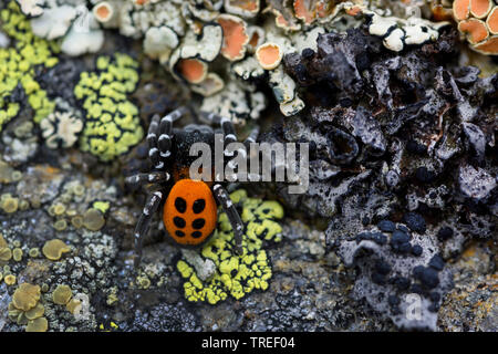 Rote Marienkäfer Spinne (Eresus sandaliatus), male auf einen Stein mit Flechten, Italien sitzt, Südtirol Stockfoto