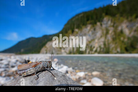 Gesprenkelte Heuschrecke, Europäischen Rose - winged Grasshopper (Bryodema tuberculata, Bryodemella tuberculata), sitzt auf einem Stein, Deutschland, Bayern Stockfoto