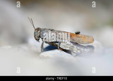 Gesprenkelte Heuschrecke, Europäischen Rose - winged Grasshopper (Bryodema tuberculata, Bryodemella tuberculata), sitzt auf einem Stein, Deutschland, Bayern Stockfoto