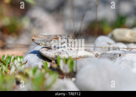 Gesprenkelte Heuschrecke, Europäischen Rose - winged Grasshopper (Bryodema tuberculata, Bryodemella tuberculata), sitzt auf einem Stein, Deutschland, Bayern Stockfoto