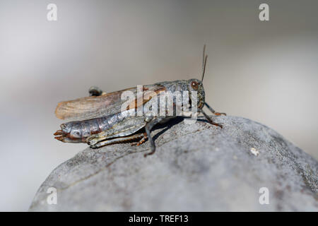 Gesprenkelte Heuschrecke, Europäischen Rose - winged Grasshopper (Bryodema tuberculata, Bryodemella tuberculata), sitzt auf einem Stein, Deutschland, Bayern Stockfoto