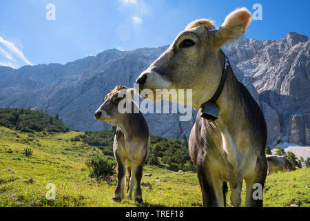 Braunvieh (Bos primigenius f. Taurus), zwei Kühe vor der Bergkulisse, Österreich, Tirol, Karwendel Stockfoto