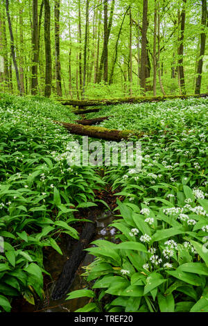 Bärlauch, buckrams, Bärlauch, Breitblättrigen Knoblauch, Bärlauch, Bär Lauch, tragen der Knoblauch (Allium ursinum), blühen in einem Wald, Deutschland Stockfoto