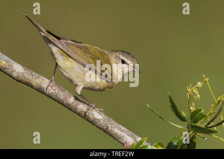 Tennessee Warbler (Leiothlypis peregrina), Weibliche, USA, Texas Stockfoto