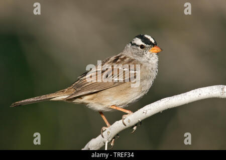 Weiß - gekrönte Spatz (Zonotrichia leucophrys), auf einem Zweig, USA, Kalifornien Stockfoto