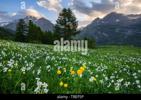 Der Fasan-eye Narzisse, Fasan - Auge Narzissen, Narzissen von Poet (Narcissus poeticus), Bergwiese mit dem Fasan-eye daffodills, Frankreich, Provence Stockfoto