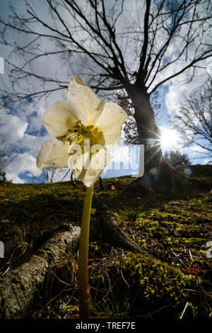 Christrose, schwarze Nieswurz (Helleborus niger), Blume im Gegenlicht, Italien Stockfoto