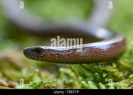 Europäische langsam Wurm, blindworm, Slow worm (Anguis fragilis), Portraet, Deutschland, Bayern Stockfoto