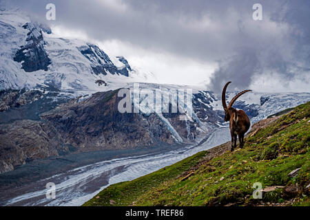 Alpensteinbock (Capra ibex, Capra ibex Ibex), stehend auf einer Bergwiese und die Pasterze Glacier, Österreich, Nationalpark Hohe Tauern Stockfoto