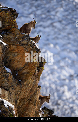 Alpensteinbock (Capra ibex, Capra ibex Ibex), Weibchen über den Rand einer Klippe, Italien, Südtirol Stockfoto