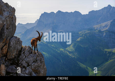 Alpensteinbock (Capra ibex, Capra ibex Ibex), in einem steilen vor Berggipfel stehen und nach unten schaut, Österreich, Tirol, Karwendel Stockfoto