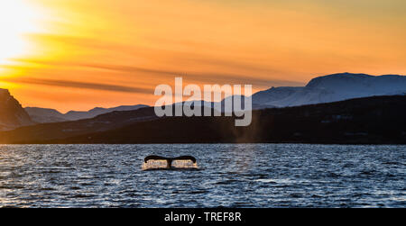 Buckelwale (Megaptera novaeangliae), Fluke vor der nördlichen Küste Landschaft bei Sonnenuntergang, Norwegen Stockfoto