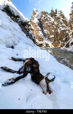 Gemse (Rupicapra rupicapra), Toten gefallen Gämsen auf einem Hang, Österreich, Tirol, Karwendel Stockfoto