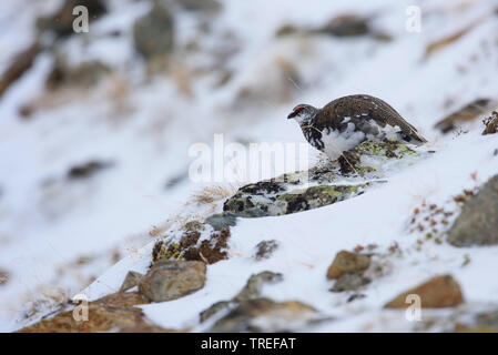 Rock Ptarmigan, Schnee Huhn (Lagopus mutus), sitzt im Schnee, gut getarnt, Italien, Südtirol Stockfoto