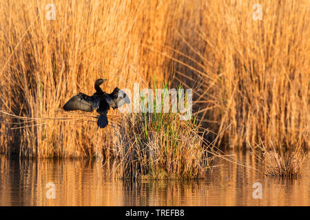 Pygmy cormorant (Phalacrocorax pygmeus, Microcarbo pygmaeus), sitzend auf Reed, trocknen die Federn, Österreich, Burgenland, Neusiedler See National Park Stockfoto